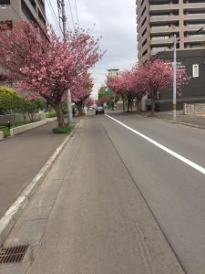 桜３