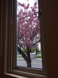 桜２